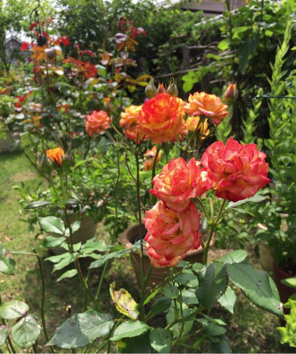 rblog-20170624151735-02.jpg