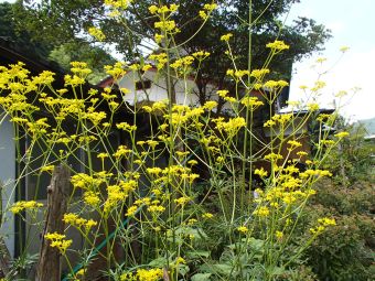 8.31  おみなえし.jpg