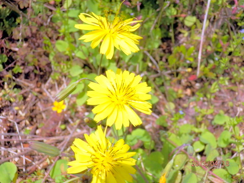 オオジバシリの花