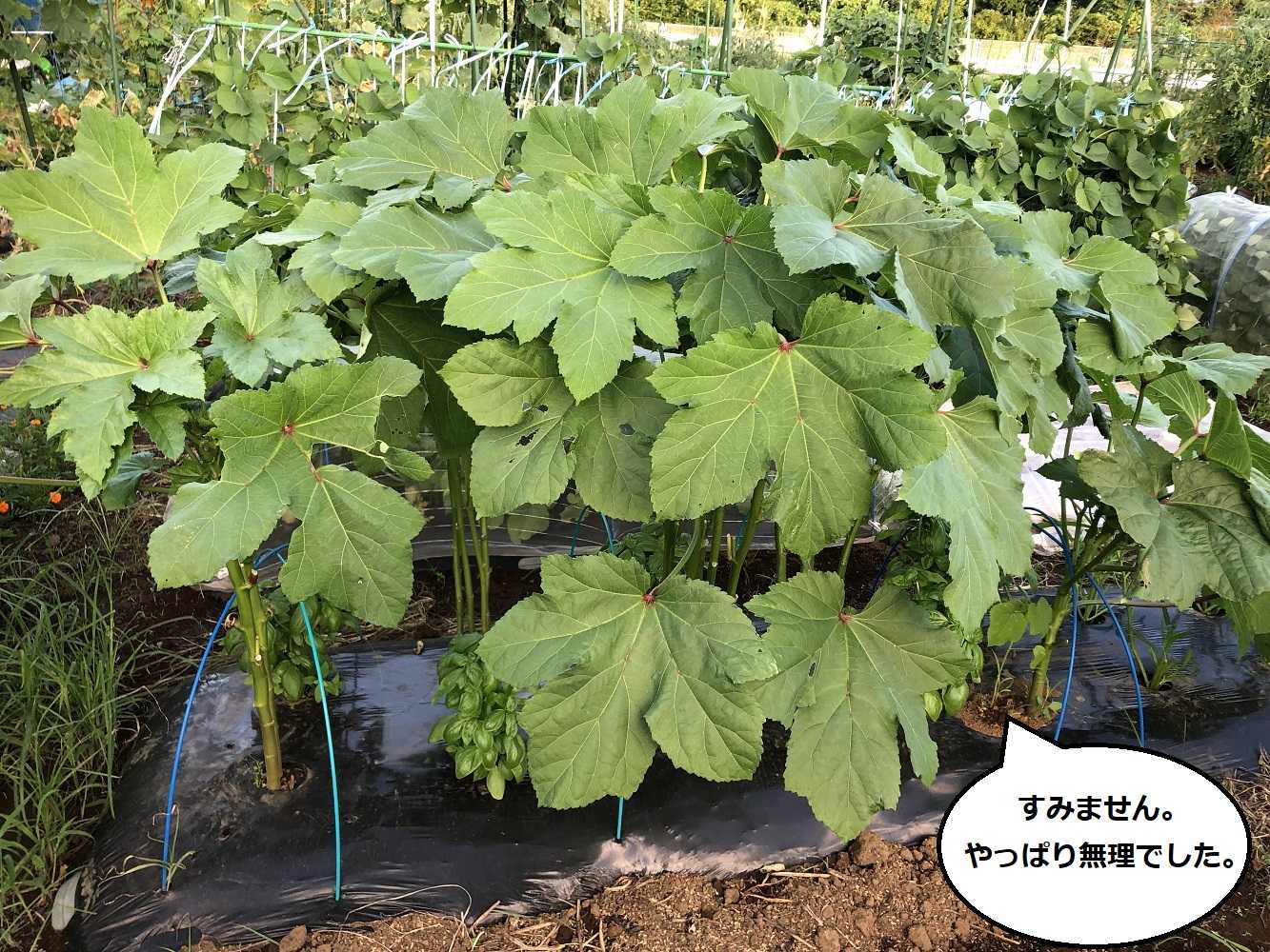 ピーマンの無念 ミニカボチャ収穫 かもねぎgarden 楽天ブログ