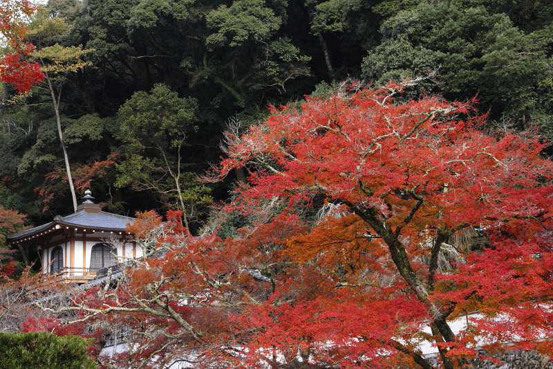 箕面公園_4-6・鳳凰閣と紅葉.jpg