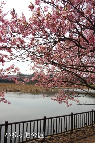 三浦海岸の河津桜