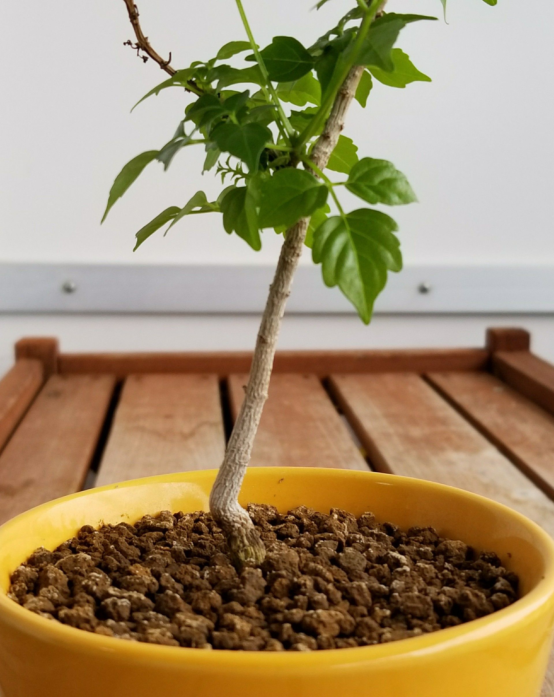 観葉植物 デルオの多肉日記 楽天ブログ