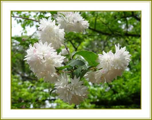園芸 の記事一覧 花の歳時記 天南星の魅力 山野草 楽天ブログ