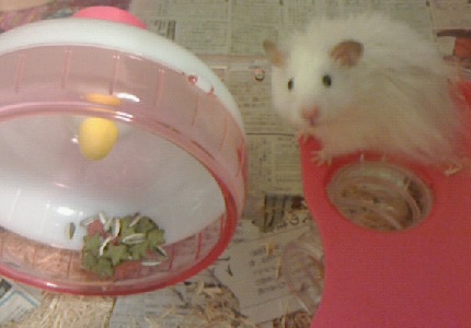 プーのオレ様日記　３