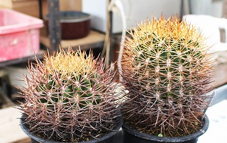 エリオシケとコピアポア不明種と黒冠丸 | ☆ガマンマの ニク・サボ栽培