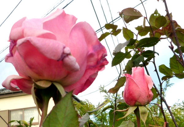 P1020013-001.JPG