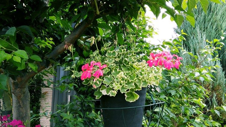 今日の庭の花 ６月７日 Miraiの庭 つれづれに 楽天ブログ