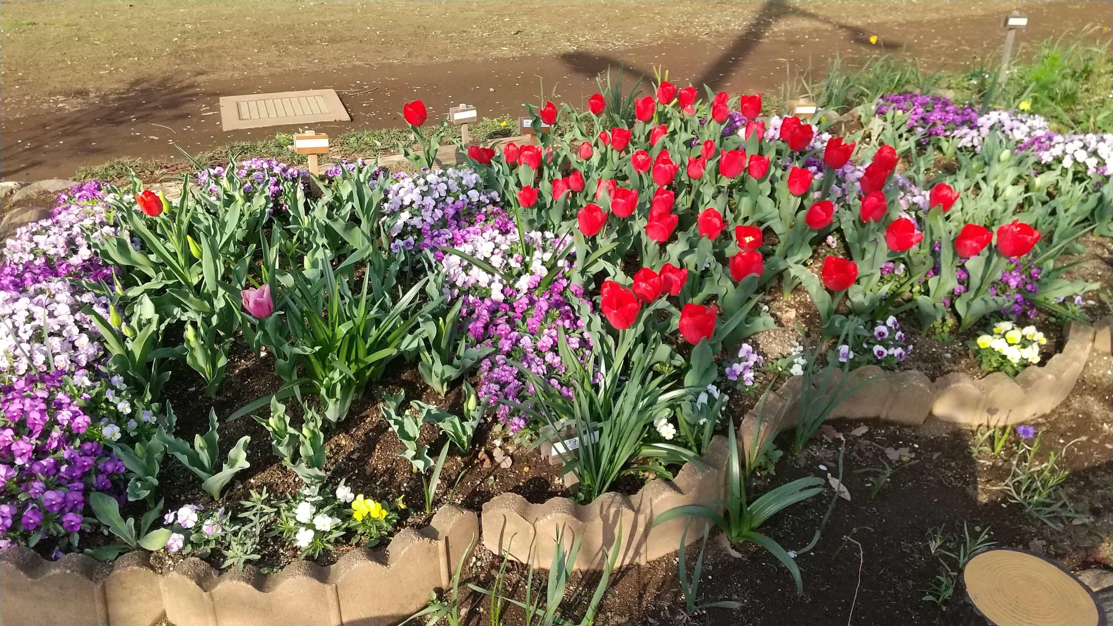 3/31(金) 公園の花壇は赤、白、黄色🌷 | ようこそ♪♪ - 楽天ブログ