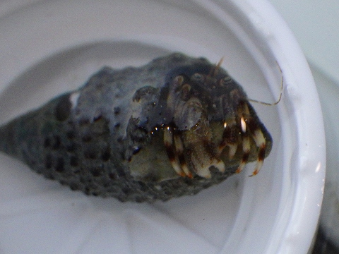 沖縄磯採集2015年11月下旬35　キカイホンヤドカリ（Pagurus angustus）
