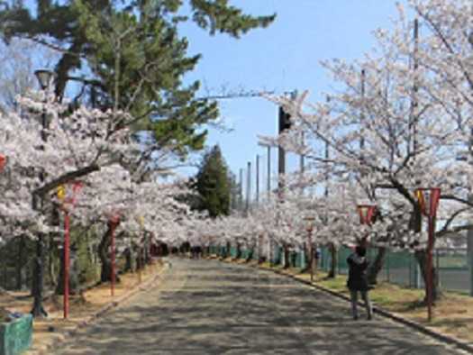 加古川市日岡山公園 加東市播磨中央公園の桜紹介 セッコク花工房 八竜園 楽天ブログ