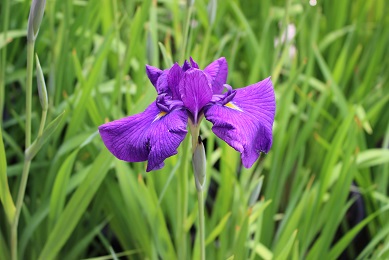 枚方　市民の森　花しょうぶ園