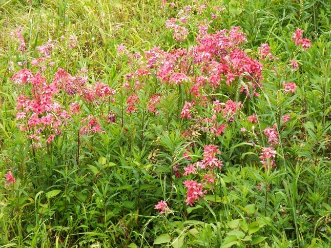 花架拳始まる 英語クラスも百花繚乱 老いてこそ勉強 楽天ブログ