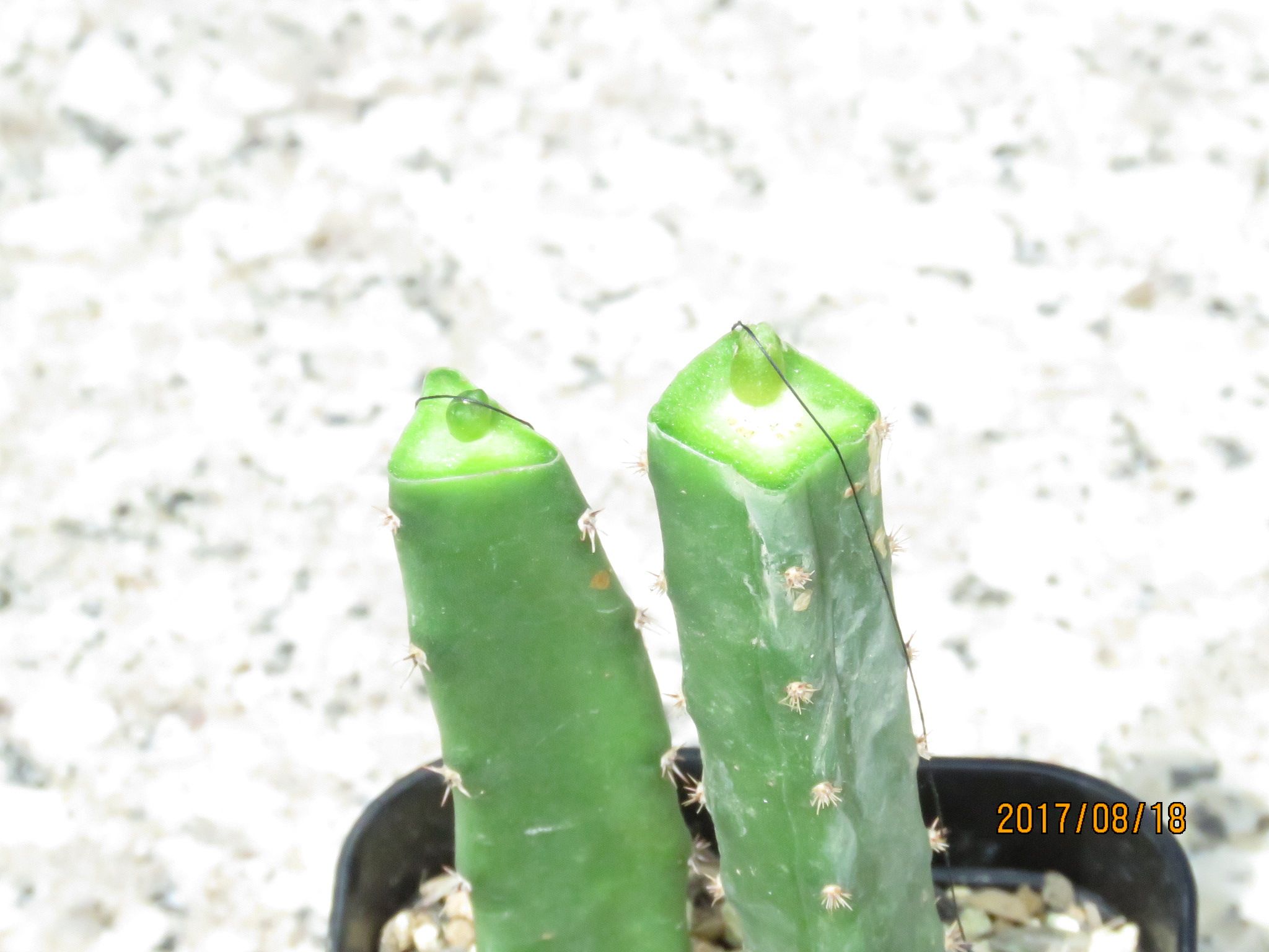 台木４角柱への接ぎ木 びびるタニサボ達 楽天ブログ