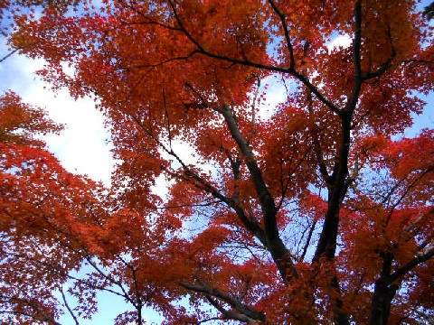 2012-11 龍安寺の紅葉.jpg
