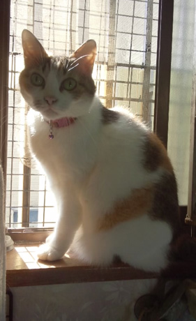 141020-nyamilystore-nabi1