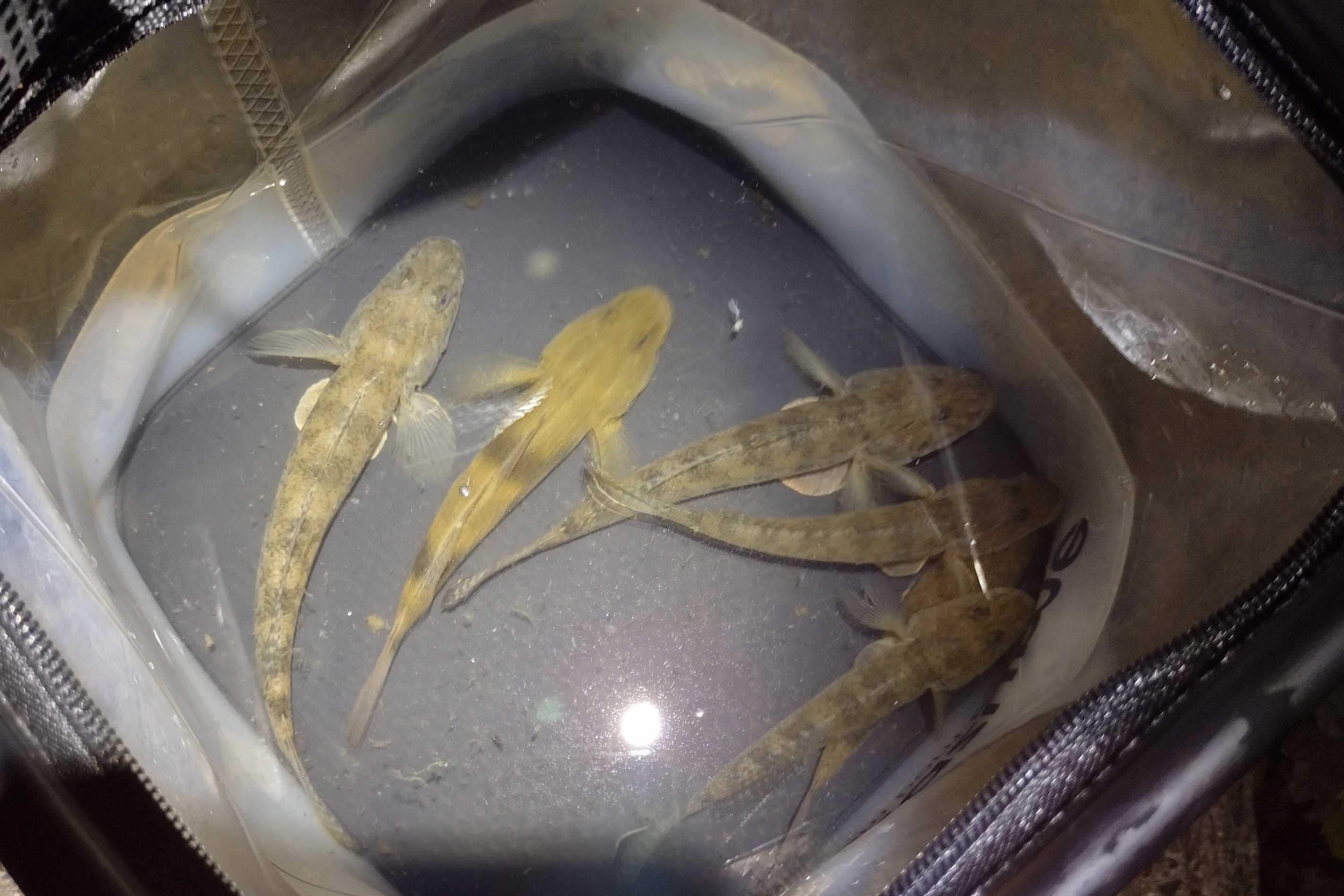 マハゼと見分けがつかないウロハゼ ドンコハゼワールド 楽天ブログ