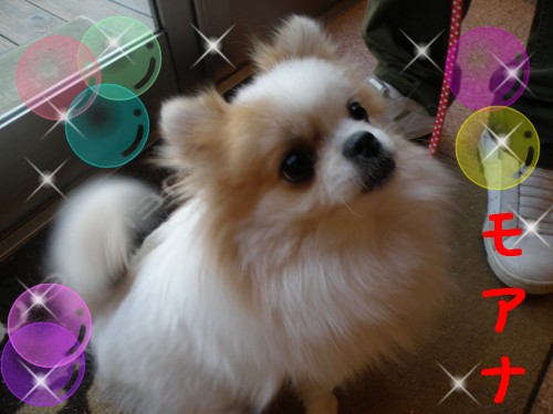 ﾓｱﾅ.JPG