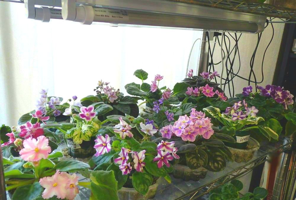 私宅のセントポーリア栽培風景 Scenery Of African Violets Upbringing In My House Nenttohのブログ セントポーリアの花のご紹介 Site Introduces Africanviolet Saintpaulia 楽天ブログ