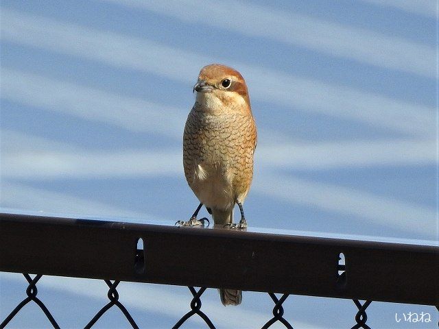 モズ＿メスは下面が鱗（うろこ）状になっています | いねねの趣味三昧（昆虫・野鳥・古寺巡り・読書・木工・語学など） - 楽天ブログ