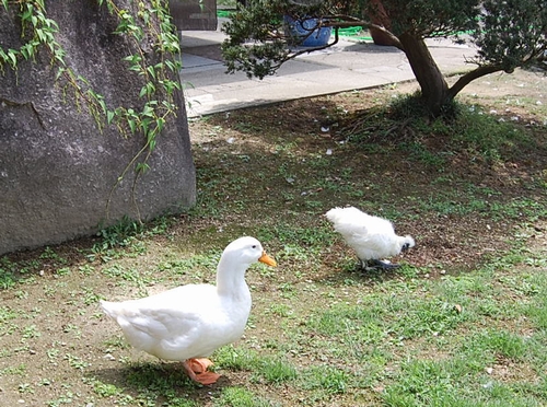 DSC_0112.JPG
