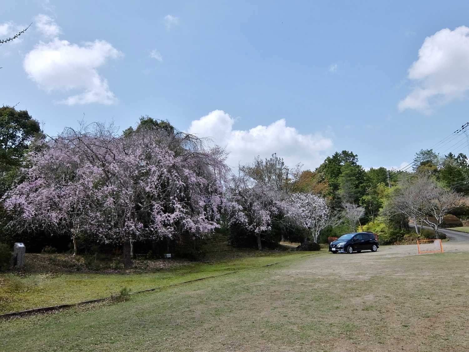 七越峰森林公園 本宮大社 桜 花見 和歌山 