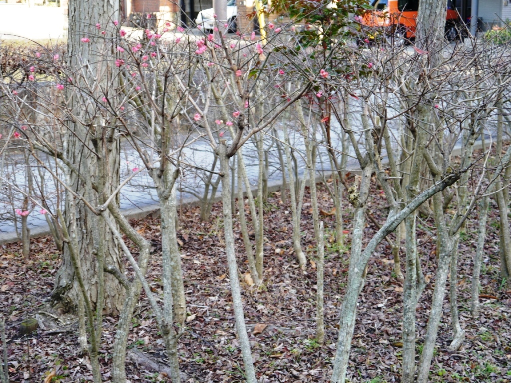P1090410.JPG