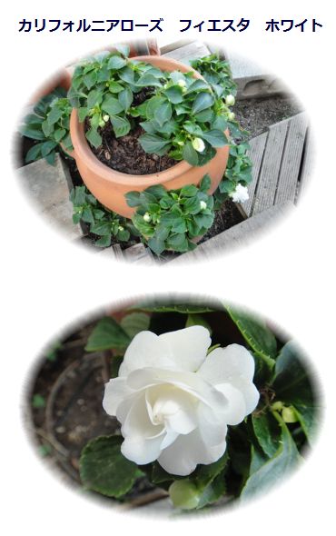 カリフォルニアローズ フィエスタ ホワイト