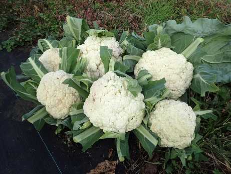 採り遅れたカリフラワー 葉山野菜栽培記 12月上旬 暇人主婦の家庭菜園 楽天ブログ