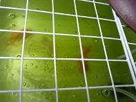 らんちうトリオ、青水の中、2012.6.4