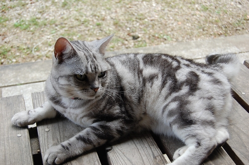 DSC_0234.JPG