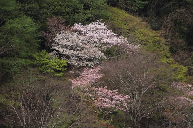 亀山展望台（第一）_006.jpg