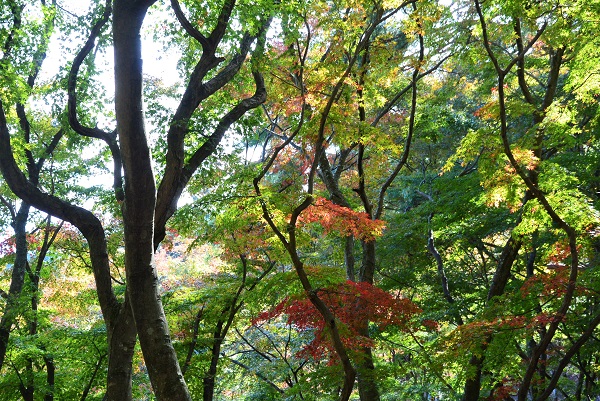 修善寺自然公園もみじ林