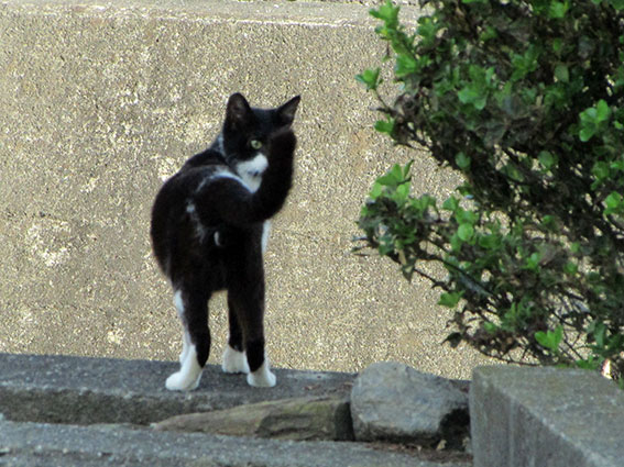 我が家のニャンコ♪2015/5/17-3