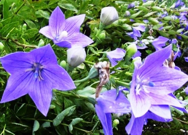 白い桔梗の花 花と蕎麦とリハビリと 楽天ブログ