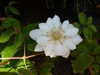 P1060385ss.jpg
