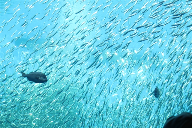 イワシ大群.jpg