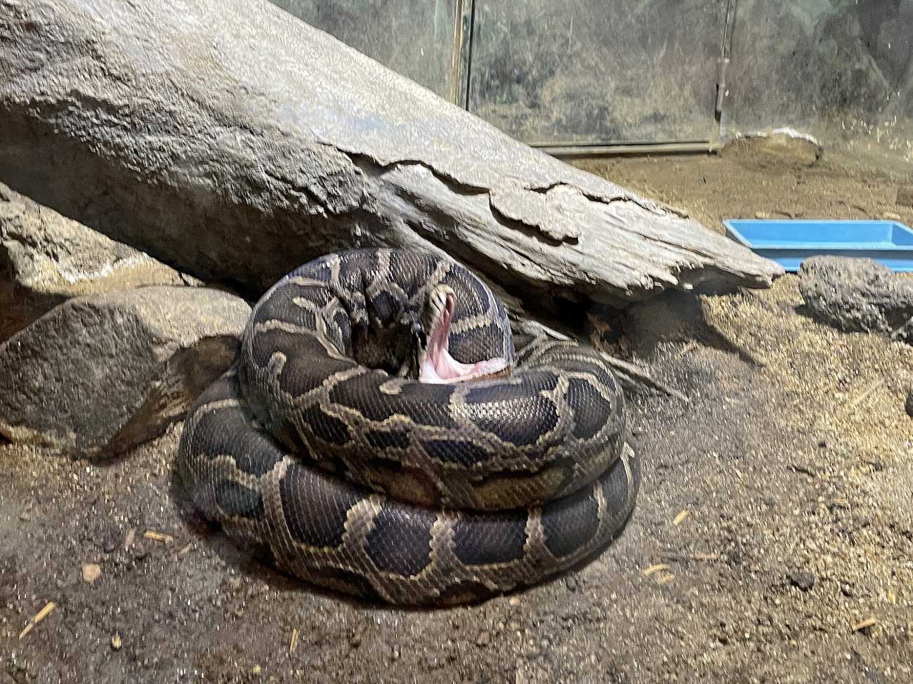 大阪 天王寺動物園 動物園 天王寺 