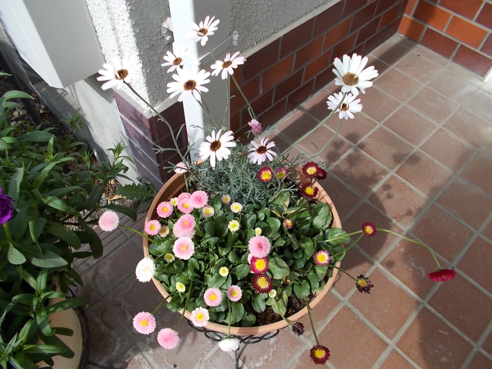 夏越ししたローダンセマムを植え替えました バラを咲かせることが好き 楽天ブログ