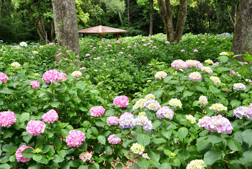 紫陽花２