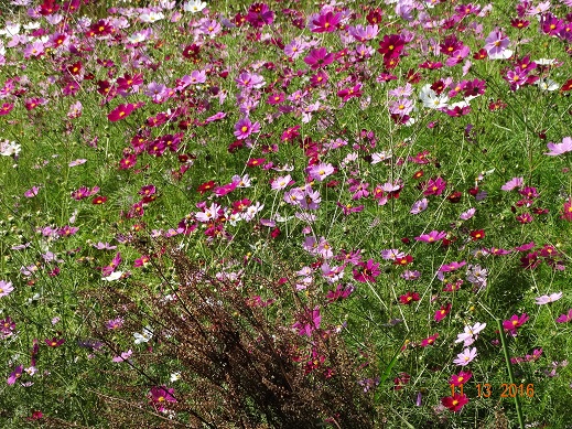 隣の家の家庭菜園のコスモス.JPG