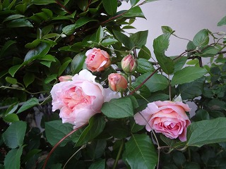 DSC05200.jpg