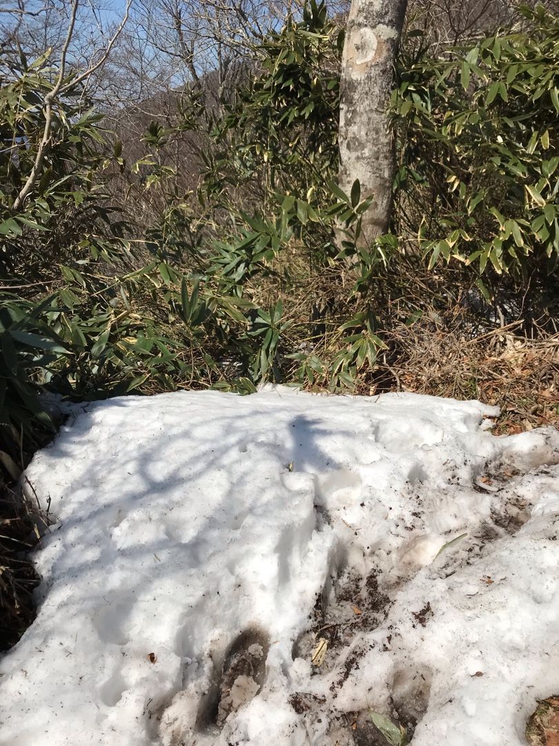 上蒜山 中蒜山 登山 | のん木ぶろぐ - 楽天ブログ