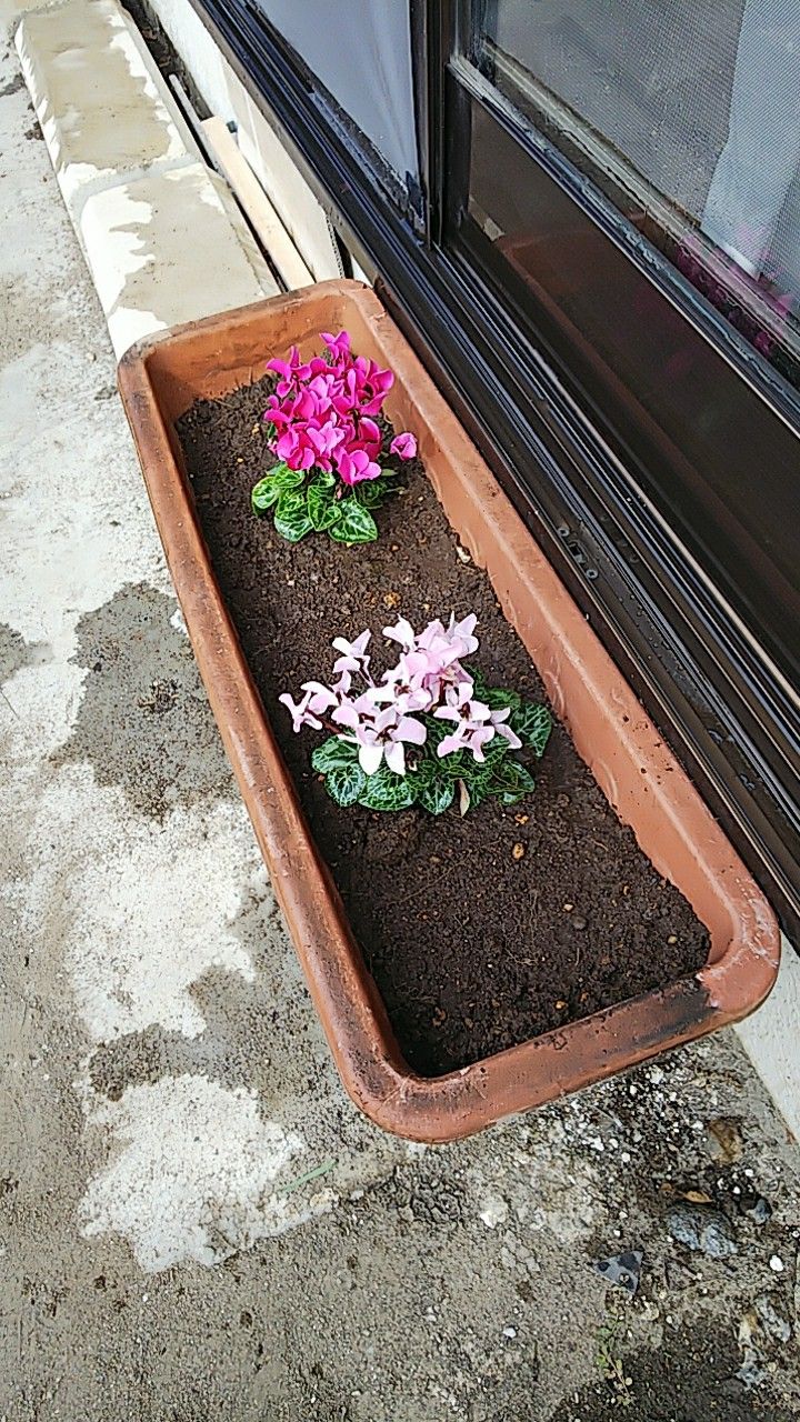 ガーデンシクラメンをプランター植えにシャコバサボテンの赤い芽 スウィートポテト12のブログ 楽天ブログ