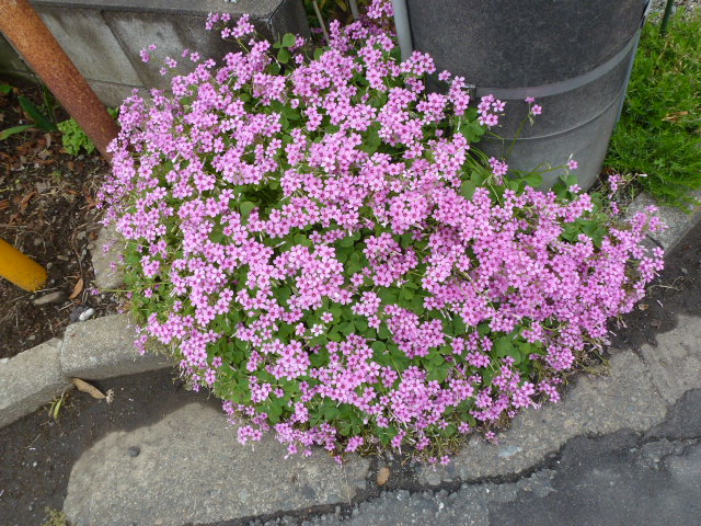 85 芋かたばみ