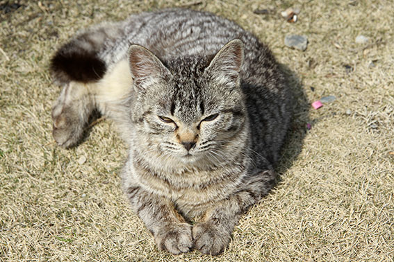 我が家のニャンコ♪2015/3/21-3
