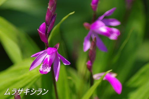 旧芝離宮恩賜庭園