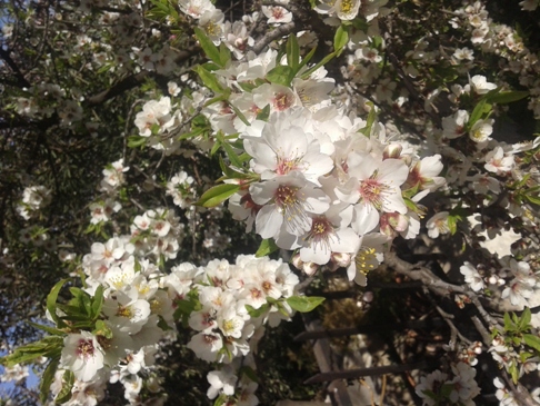 アーモンドの花