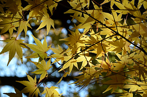 黄色い紅葉