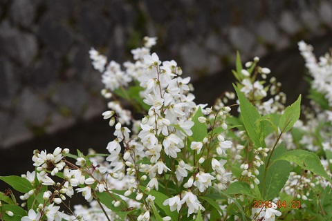 DSC_0367.JPG